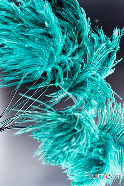 Panicule autruche - 35-40 cm - jade-gris naturel